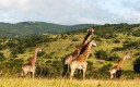 Giraffes in the Phinda Private Game Reserve