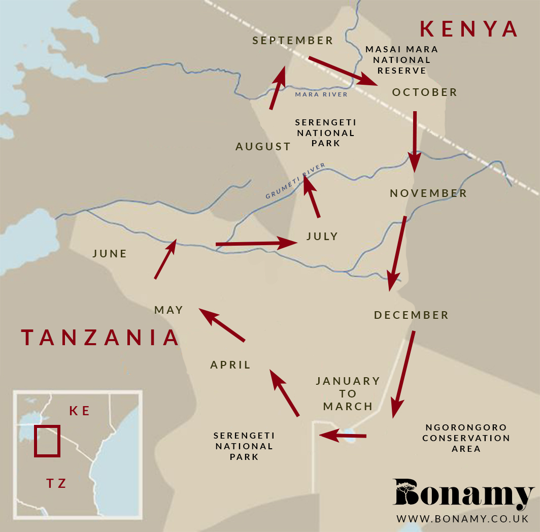 5 fast facts on Africa's Great Migration Bonamy Travel
