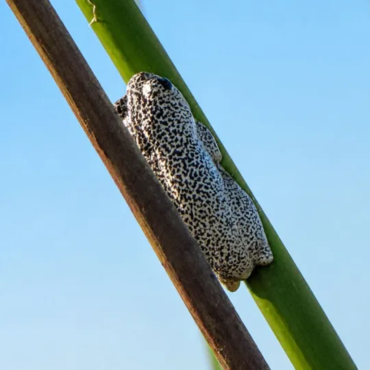 angolan-reed-frog.png