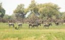 Walking safari at Kweene Trails with Beagle Expeditions