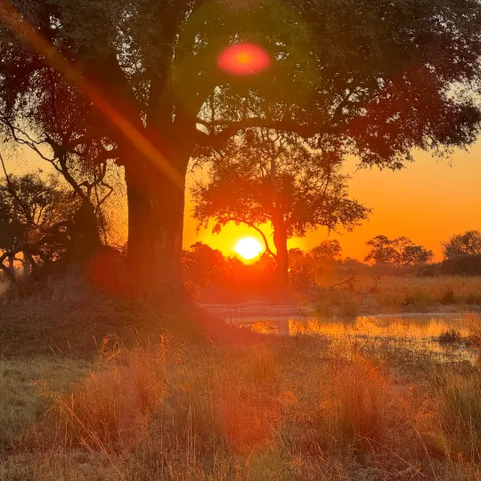 bush-sunset-botswana.png