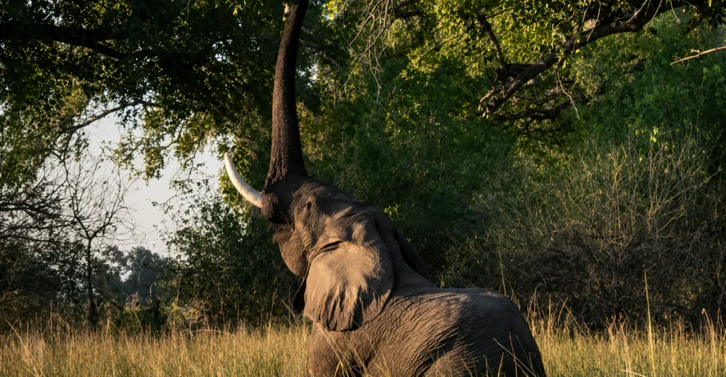 elephant-munching.png