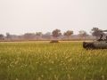 Game Drive in the Okavango Delta from Shinde Camp