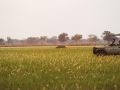 Game Drive in the Okavango Delta from Shinde Camp