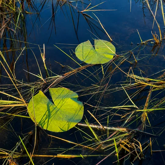 lily-pads.png
