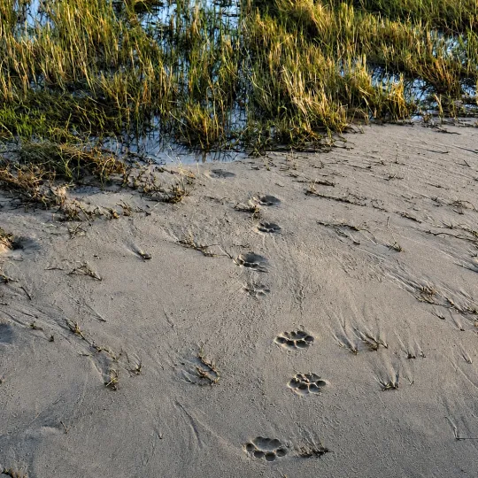 lion-tracks-in-the-sand.png