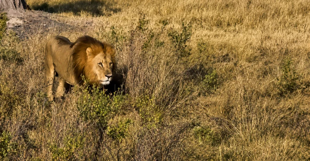 male-lions.png