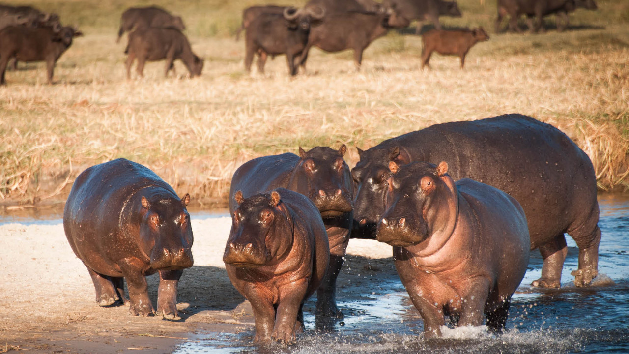 What Do Hippos Eat? Everything To Know About A, 51% OFF