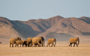 Desert-adapted elephant in Damaraland, Namibia