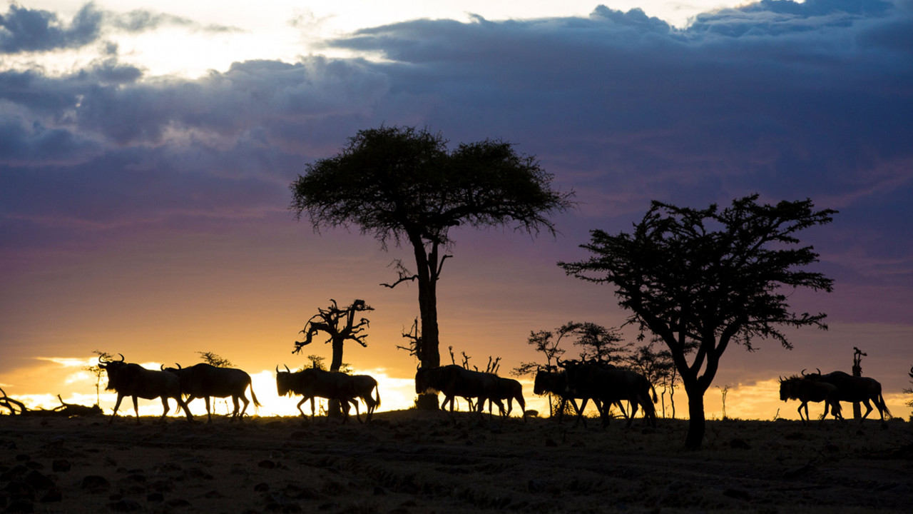 Our Top 5 Mobile Camps to Experience the Great Migration