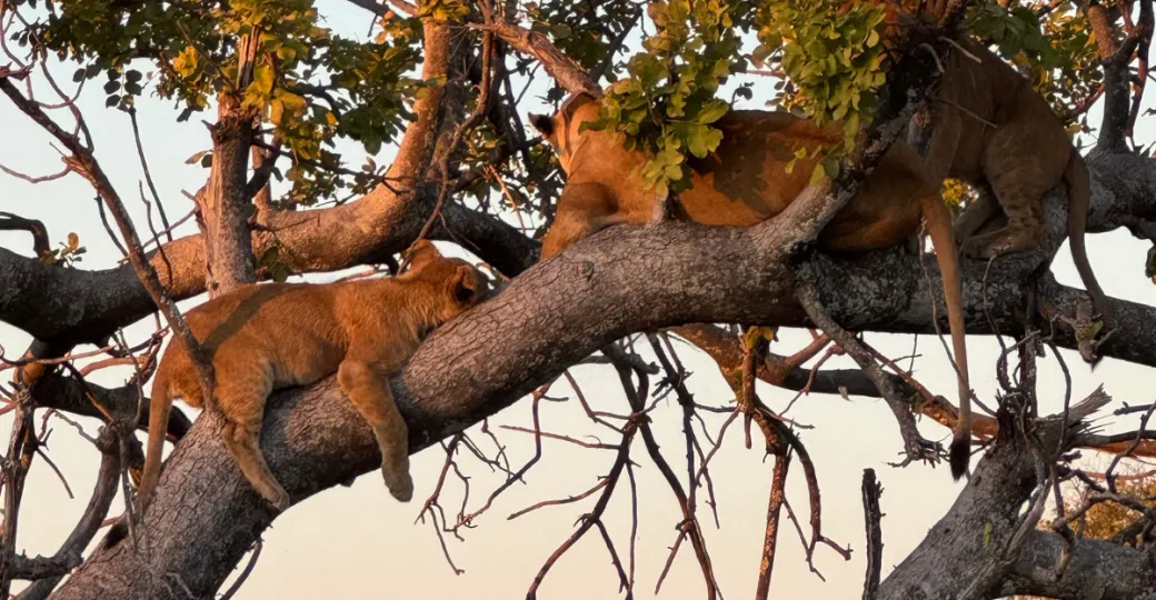 pride-in-tree.png
