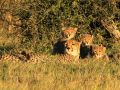 Cheetah and her cubs in the long grass