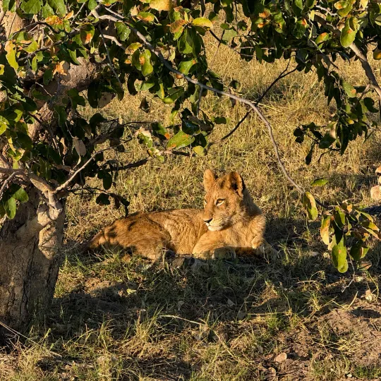 resting-lion-cub.png