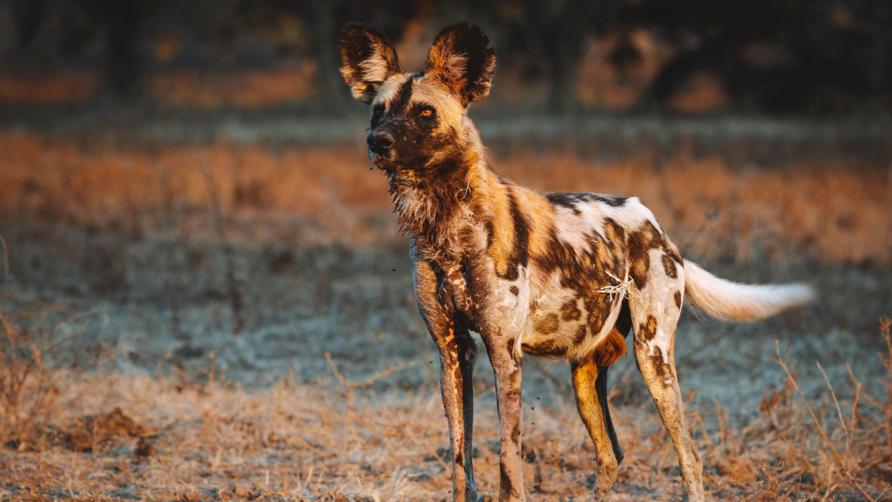 African Wild Dog Facts: Diet, Habitat, & Conservation