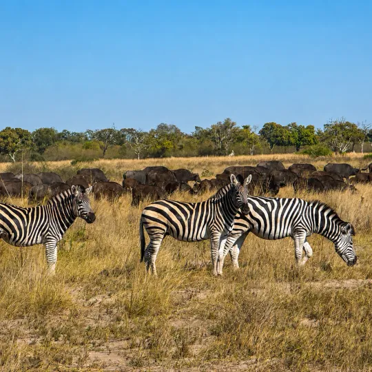 zebra-and-cape-buffalo.png